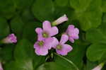 Purple woodsorrel